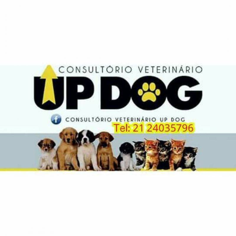VENDA DE BULLDOG FRANCÊS NO RIO DE JANEIRO - WPP:(21) 98424-1...Ver Telefone!!!
