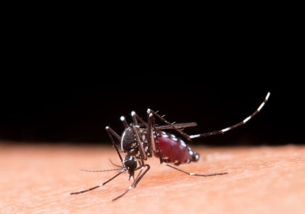 Chegada do Super El Niño pode provocar aumento dos casos de dengue no Brasil