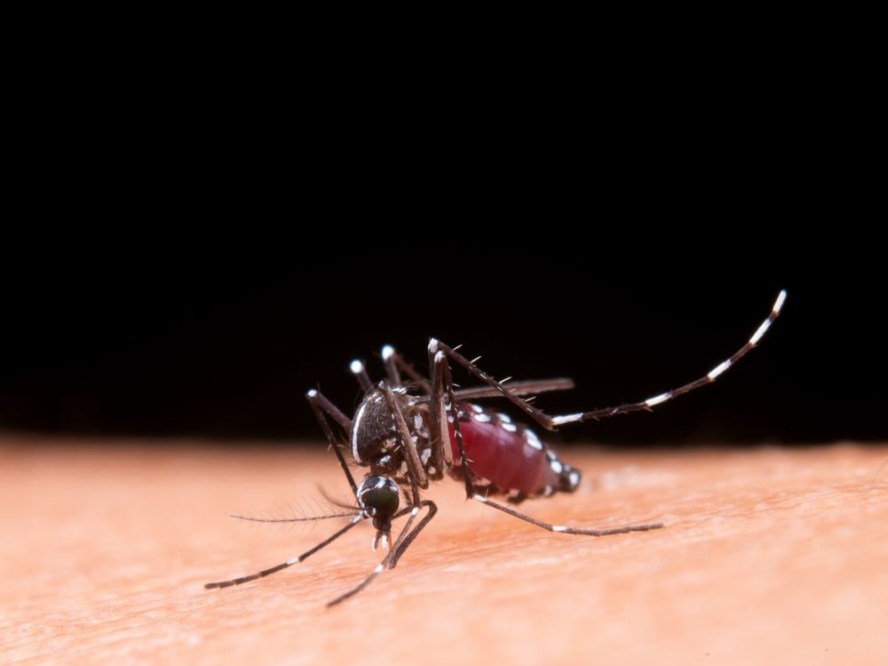 Chegada do Super El Niño pode provocar aumento dos casos de dengue no Brasil