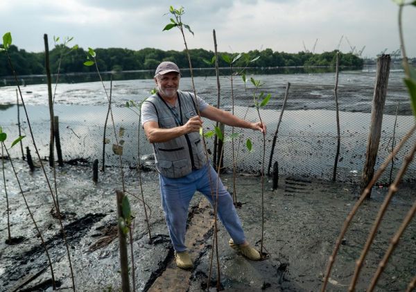 Semana do Meio Ambiente: plantio de mil mudas ajuda a recuperar manguezal no Rio de Janeiro 