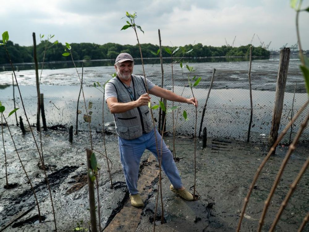 Semana do Meio Ambiente: plantio de mil mudas ajuda a recuperar manguezal no Rio de Janeiro 