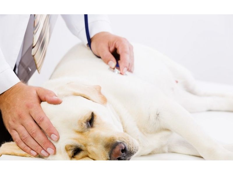 Oficina Veterinária - Cachoeiras de Macacu