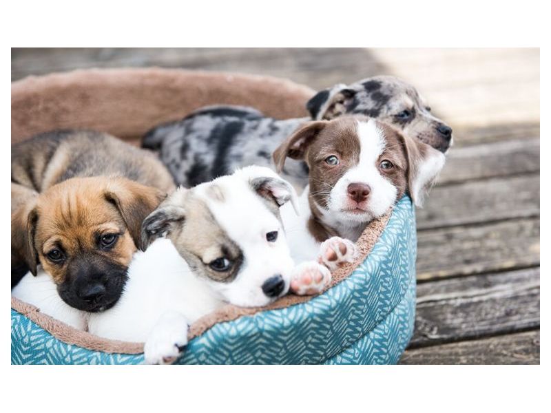 Oficina Veterinária - Cachoeiras de Macacu