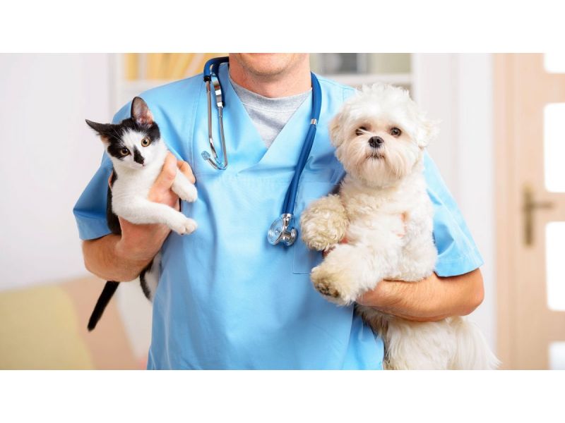 Oficina Veterinária - Cachoeiras de Macacu