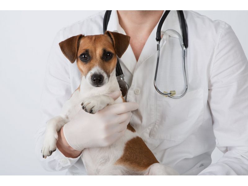 Oficina Veterinária - Cachoeiras de Macacu
