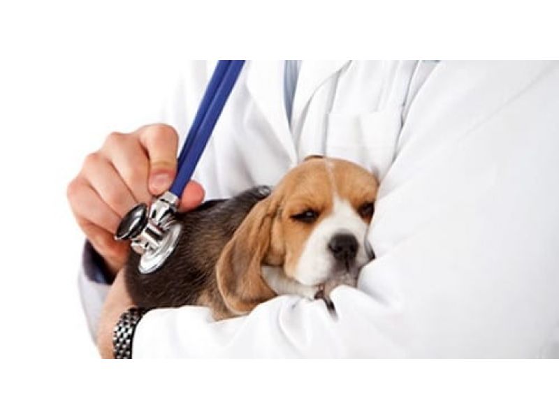 Oficina Veterinária - Cachoeiras de Macacu