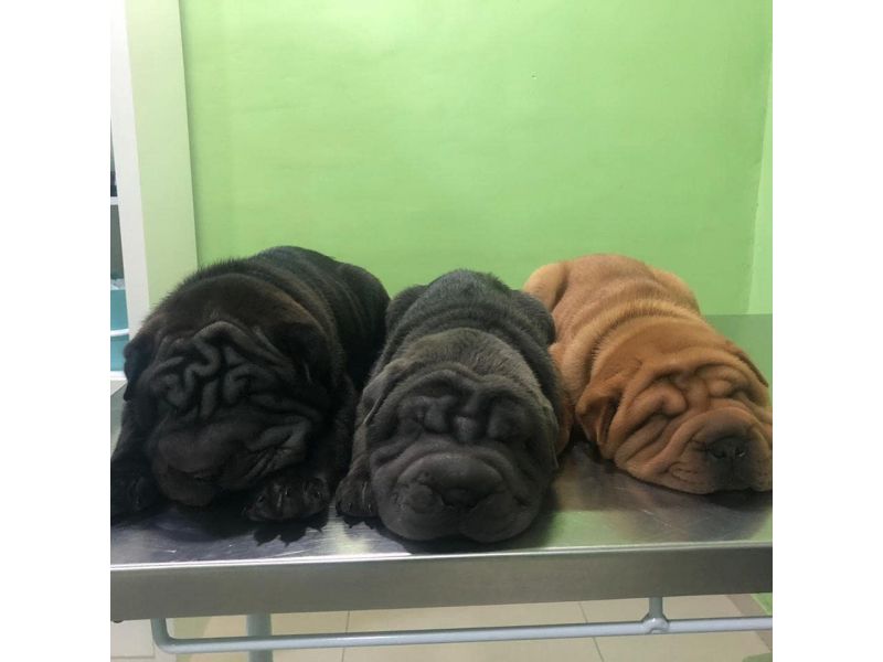Clinica Veterinária Kairós - Piabetá
