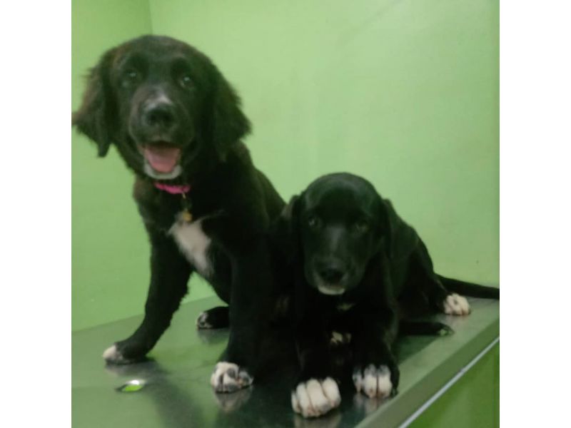 Clinica Veterinária Kairós - Piabetá