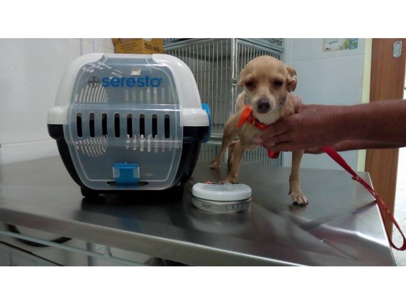 Clinica Veterinária Kairós - Duque de Caxias