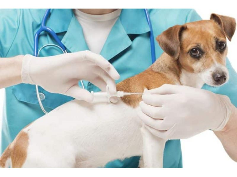 Clinica Veterinária Kairós - Santa Cruz da Serra