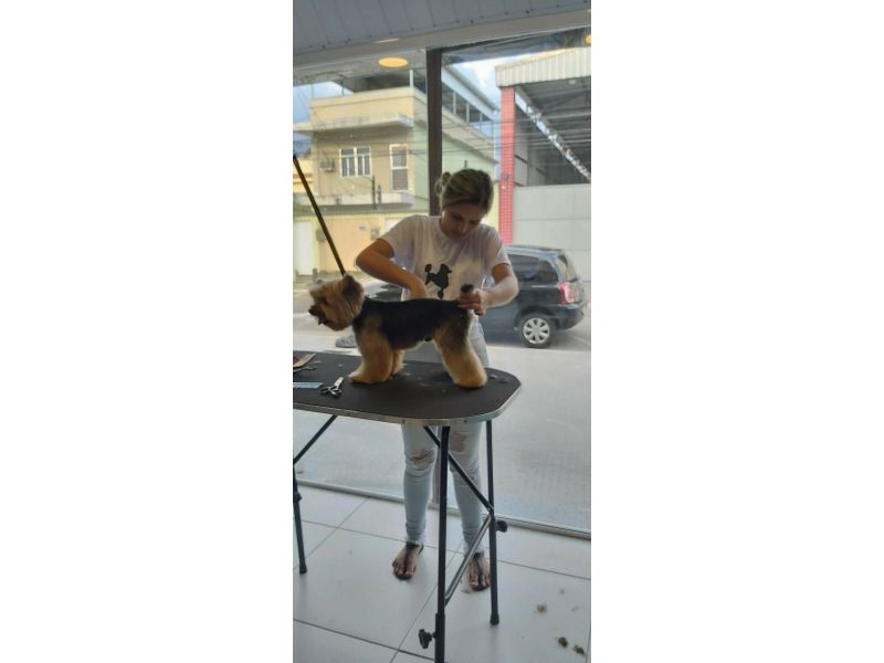 Pet Escola Fabi Pet Chic - Vila Ema