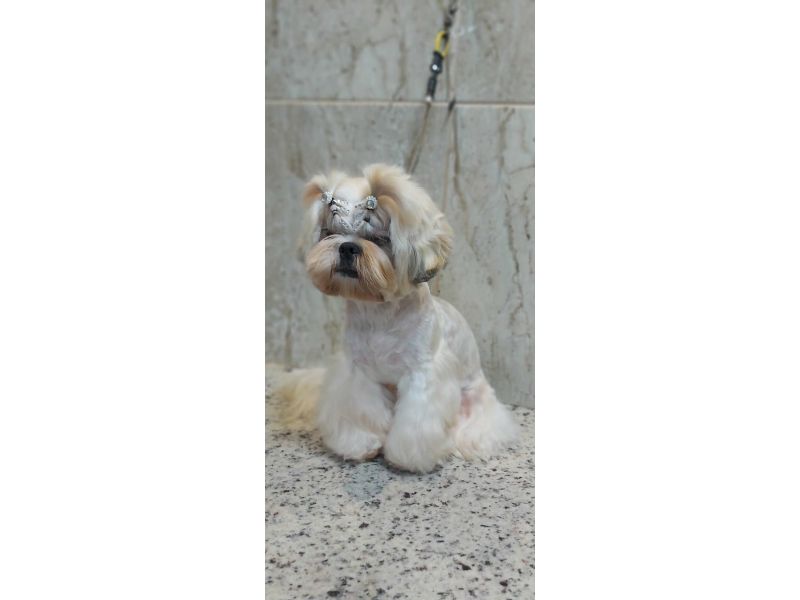Pet Escola Fabi Pet Chic - Vila Ema