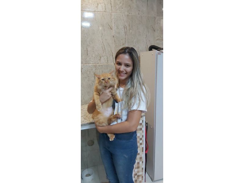 Pet Escola Fabi Pet Chic - Vila Ema