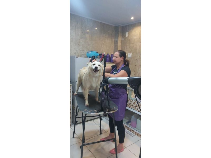 Pet Escola Fabi Pet Chic - Vila Ema