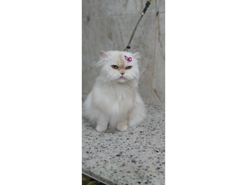 Pet Escola Fabi Pet Chic - Vila Ema