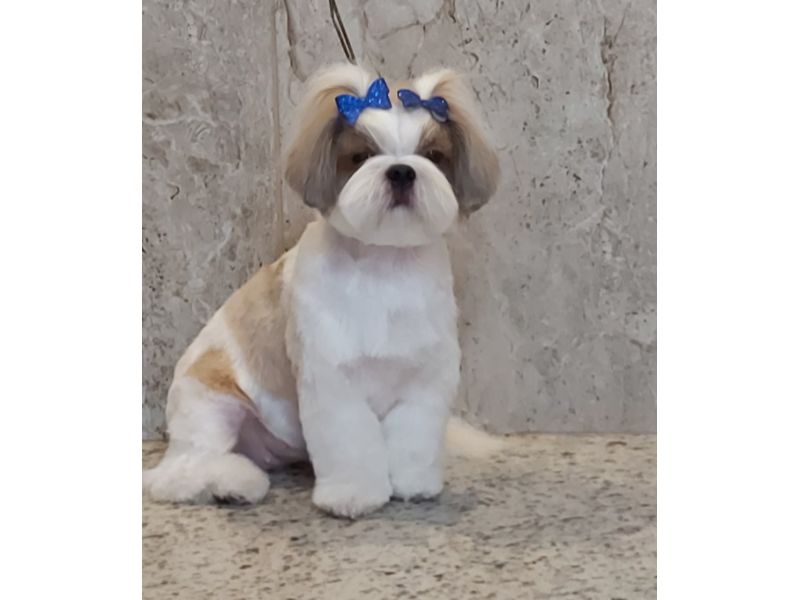 Pet Escola Fabi Pet Chic - Vila Ema