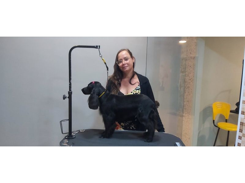 Pet Escola Fabi Pet Chic - Vila Ema