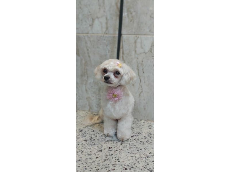Pet Escola Fabi Pet Chic - Vila Ema