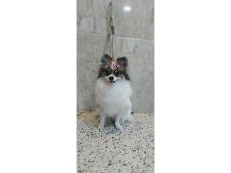 Pet Escola Fabi Pet Chic - Vila Ema