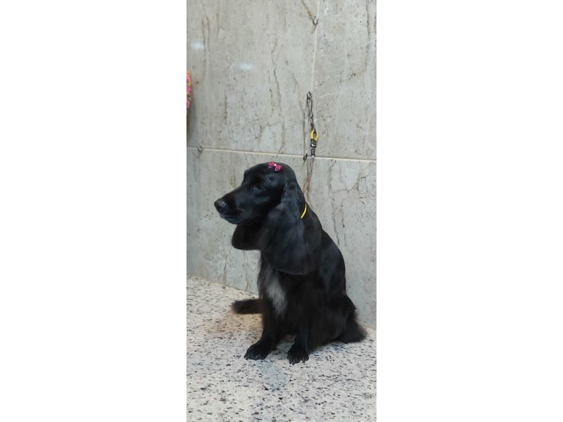 Pet Escola Fabi Pet Chic - Vila Ema