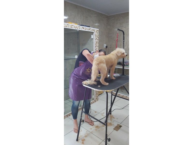 Pet Escola Fabi Pet Chic - Vila Ema