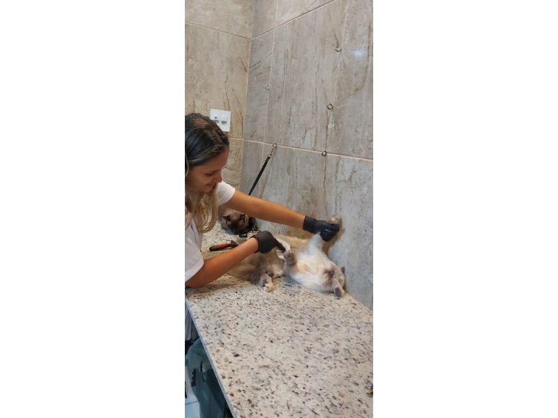 Pet Escola Fabi Pet Chic - Vila Ema