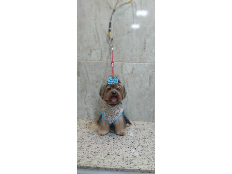 Pet Escola Fabi Pet Chic - Vila Ema