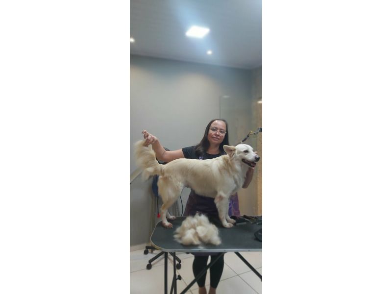 Pet Escola Fabi Pet Chic - Vila Ema