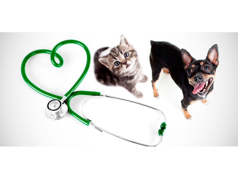 Tibe Clinica Veterinária - Jardim Primavera