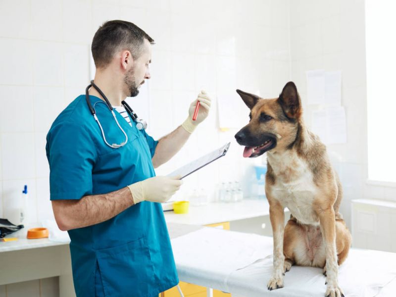 Tibe Clinica Veterinária - Jardim Primavera