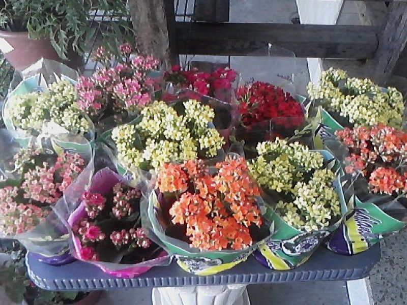 Flora do Cacuia LTDA