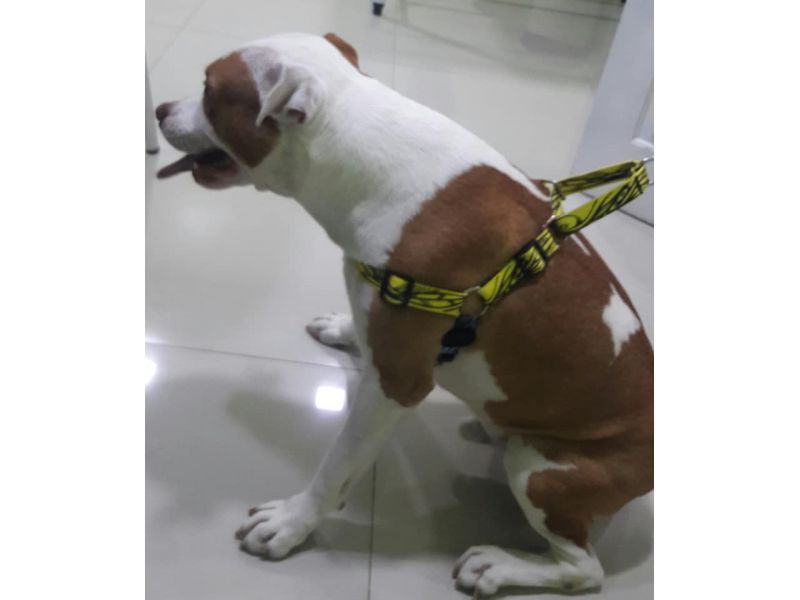 Kairós Farmácia Pet- Piabetá
