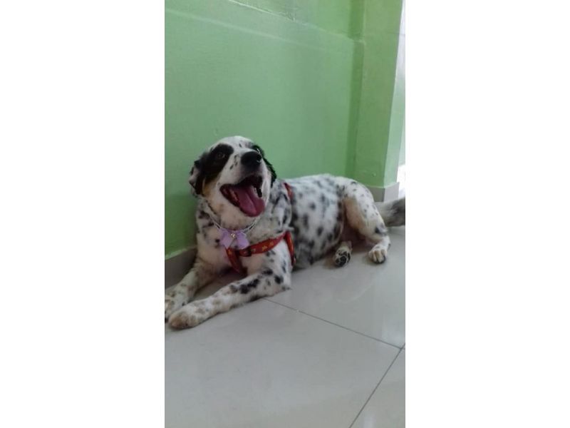 Kairós Farmácia Pet- Piabetá