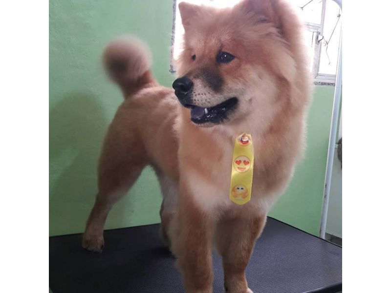 Kairós Farmácia Pet- Piabetá