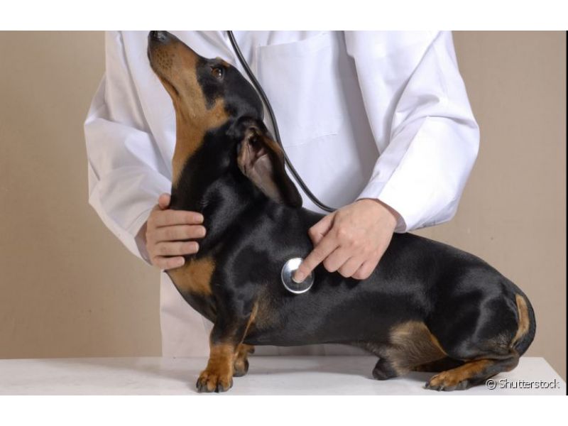 Tibe Clinica Veterinária - Campos Elíseos
