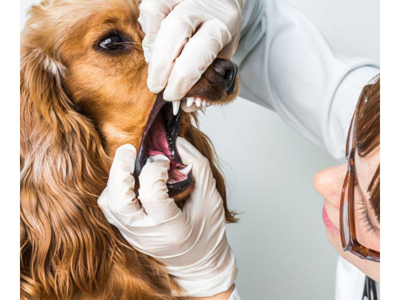 Tibe Clinica Veterinária - Campos Elíseos