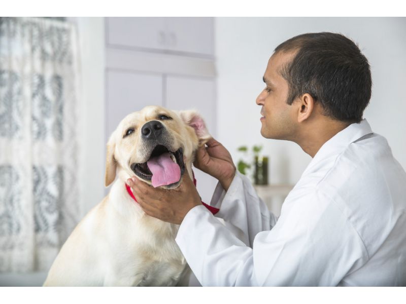 Tibe Clinica Veterinária - Campos Elíseos