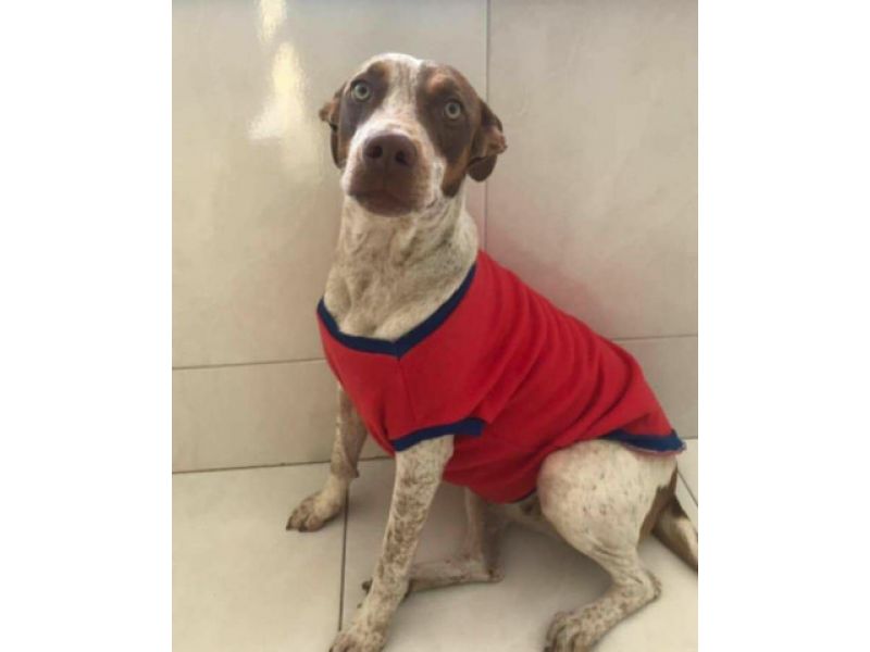 Tibé Moda Pet - Saracuruna