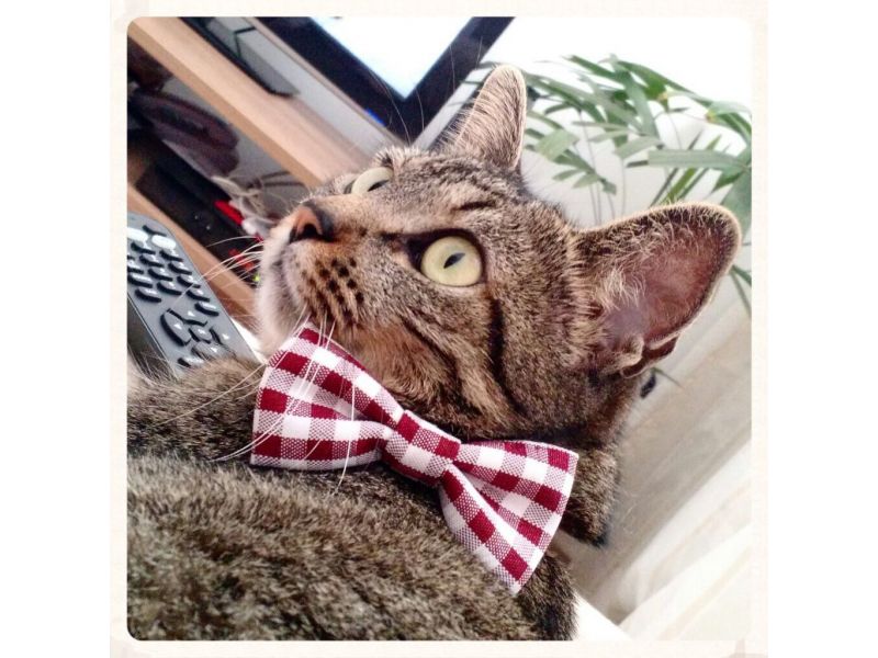 Tibé Moda Pet - Santa Cruz da Serra