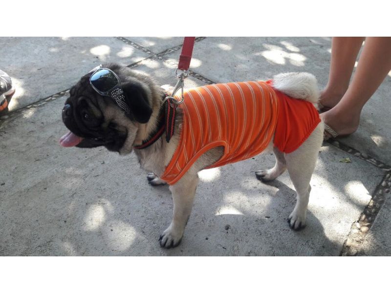 Tibé Moda Pet - Santa Cruz da Serra
