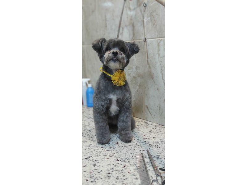 Pet Escola Fabi Pet Chic