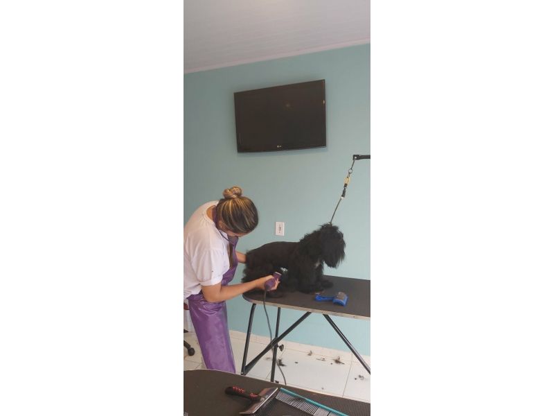 Pet Escola Fabi Pet Chic