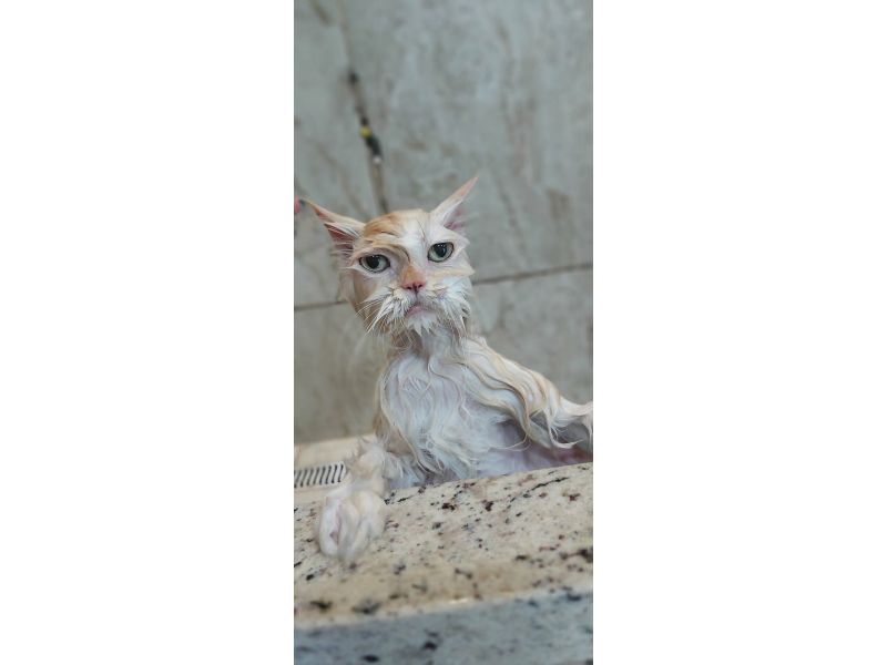 Pet Escola Fabi Pet Chic