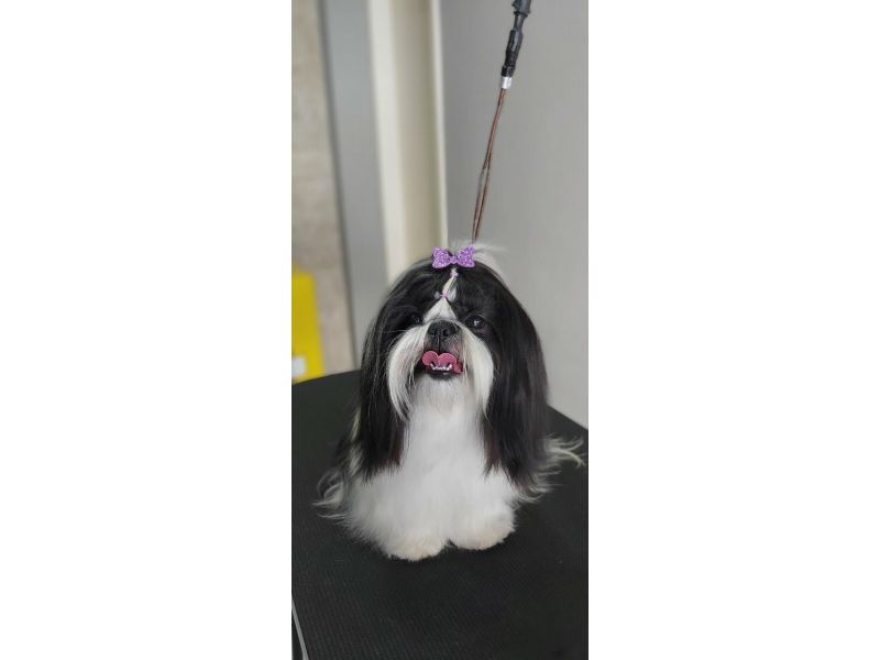 Pet Escola Fabi Pet Chic