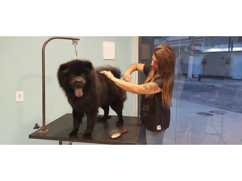 Pet Escola Fabi Pet Chic
