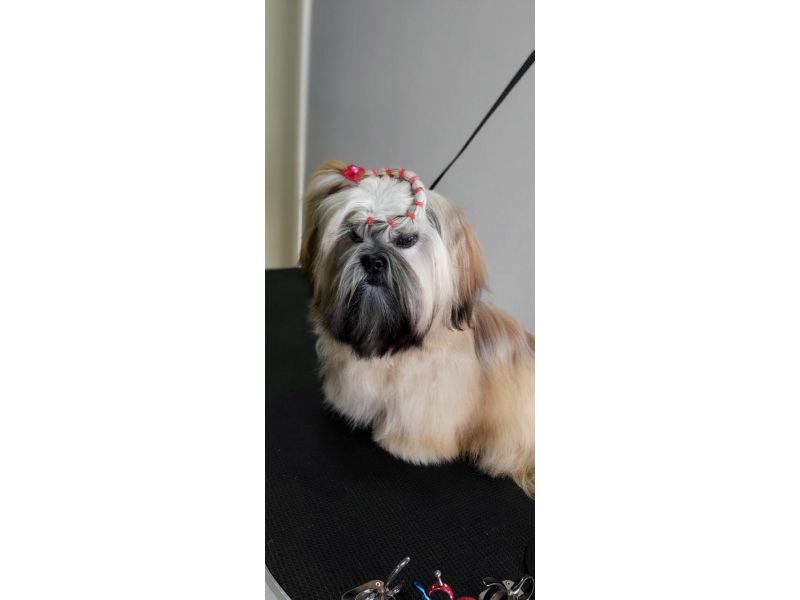 Pet Escola Fabi Pet Chic