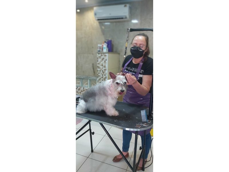 Pet Escola Fabi Pet Chic
