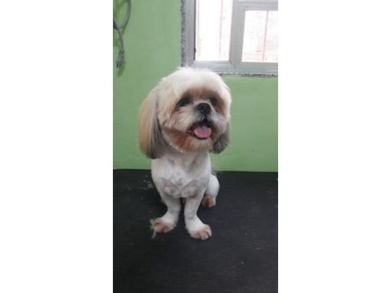 Kairós Veterinária - Piabetá