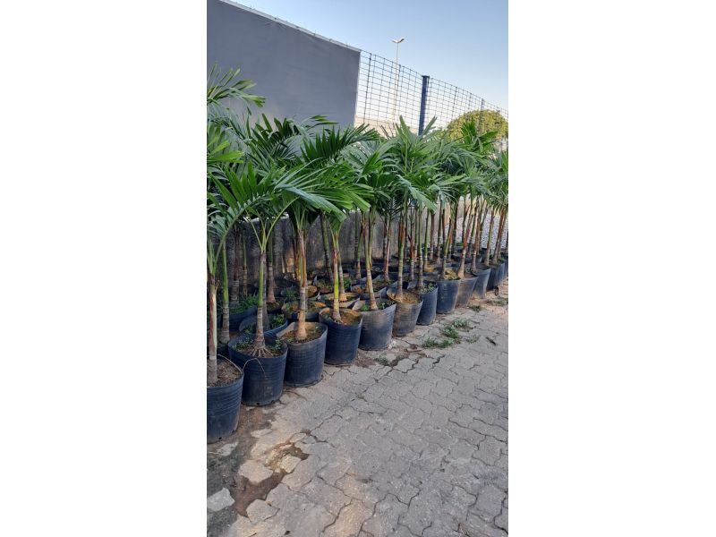 Horto Jolu - Campo Grande - RJ