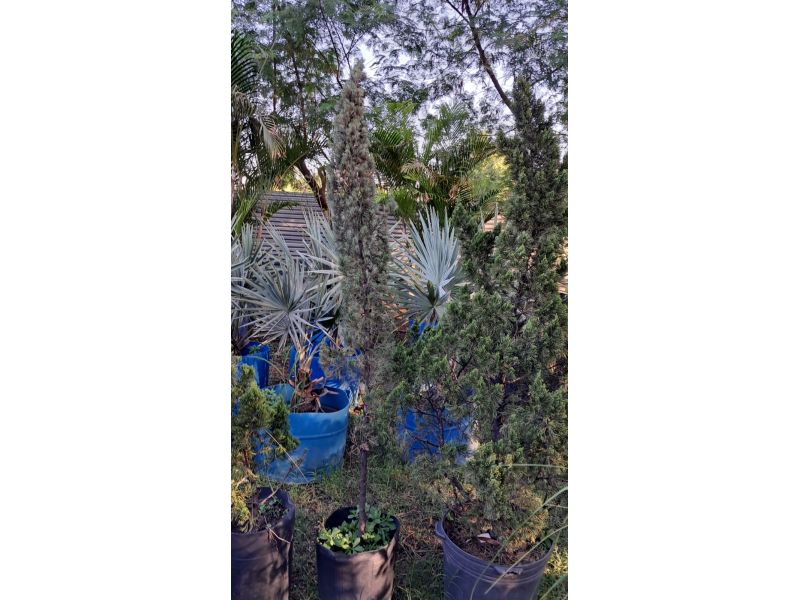 Horto Jolu - Campo Grande - RJ